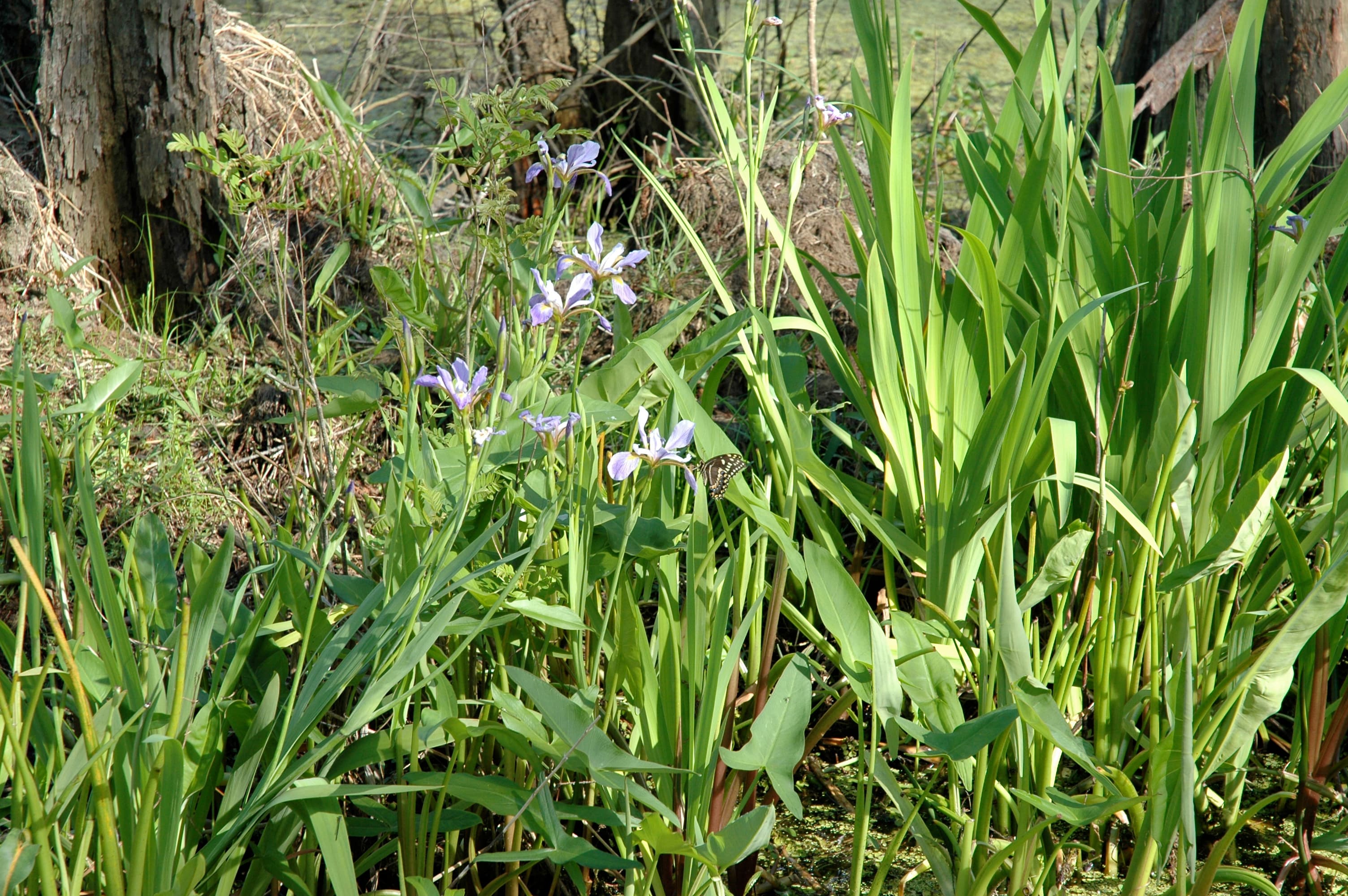 Purple irises and lush green vegetation growing near the base of a tree in a swampy area.