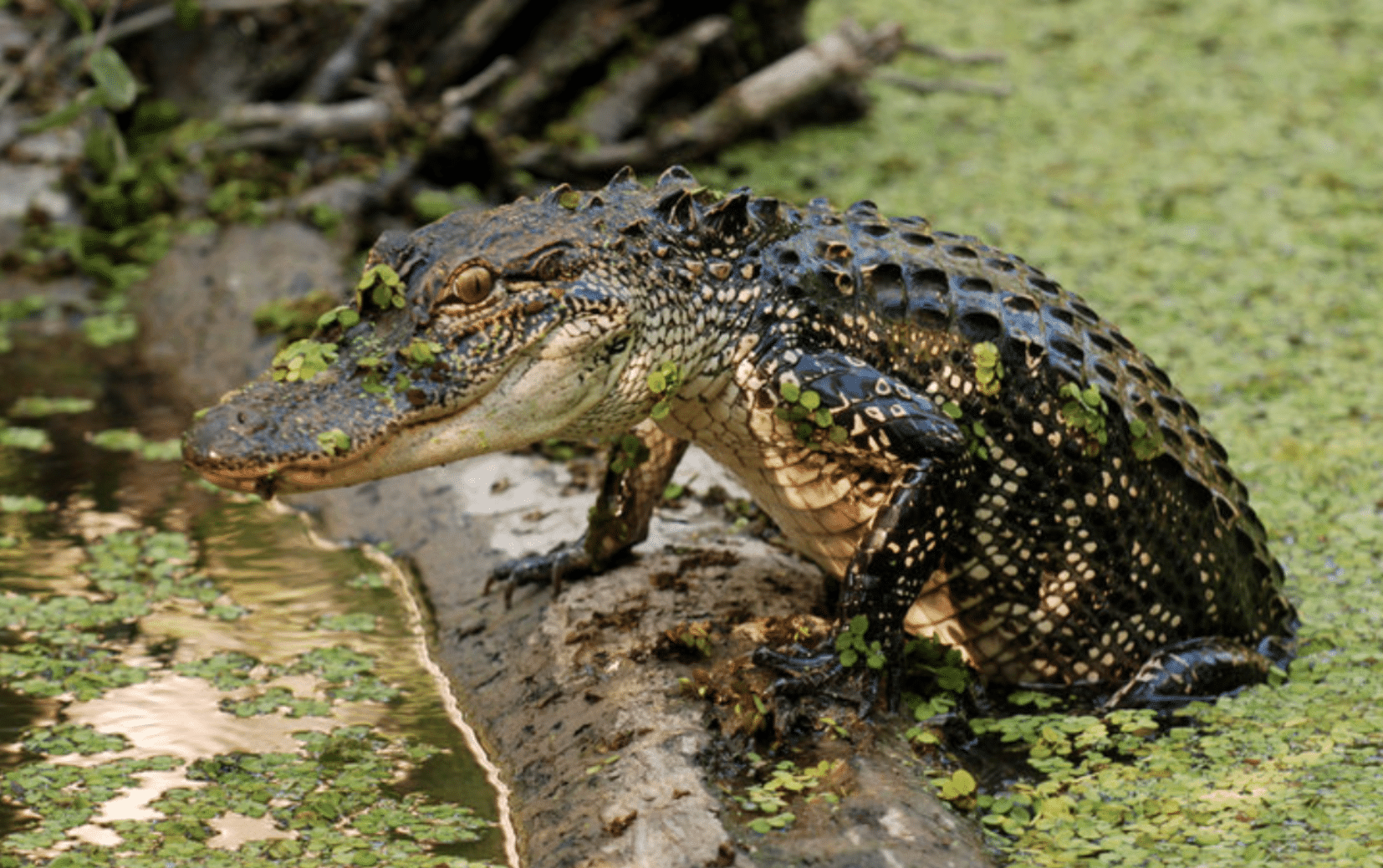 alligator crawling onto a log in the river
