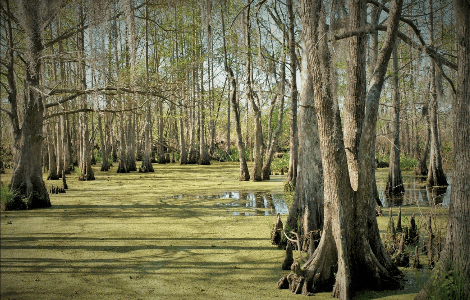 Invasive Species